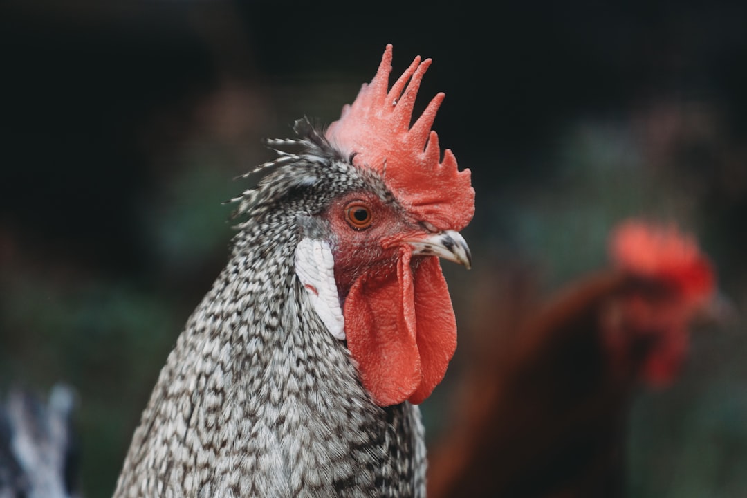 Chickens