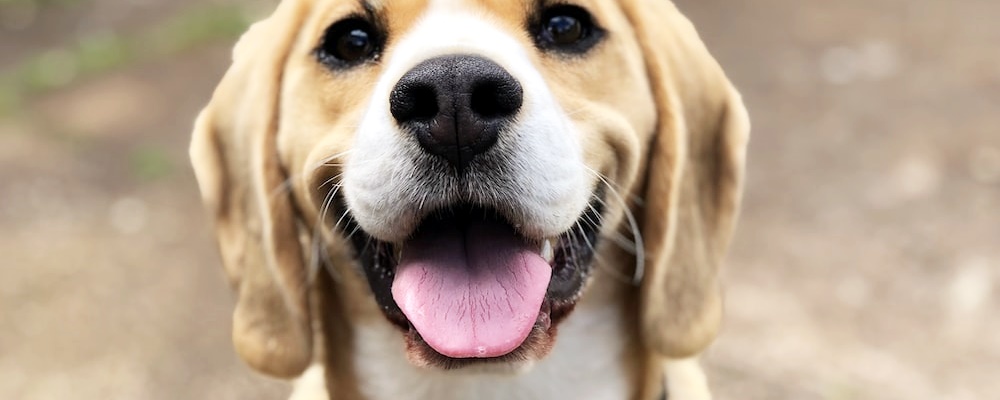 새끼 강아지 키우는법 19 이미지