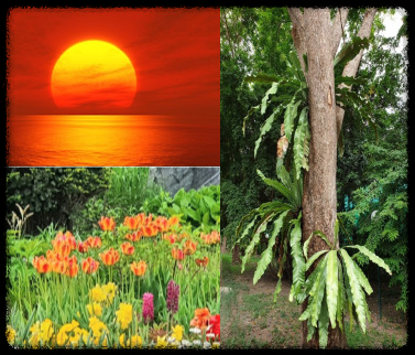 십간론 갑목 을목 병화