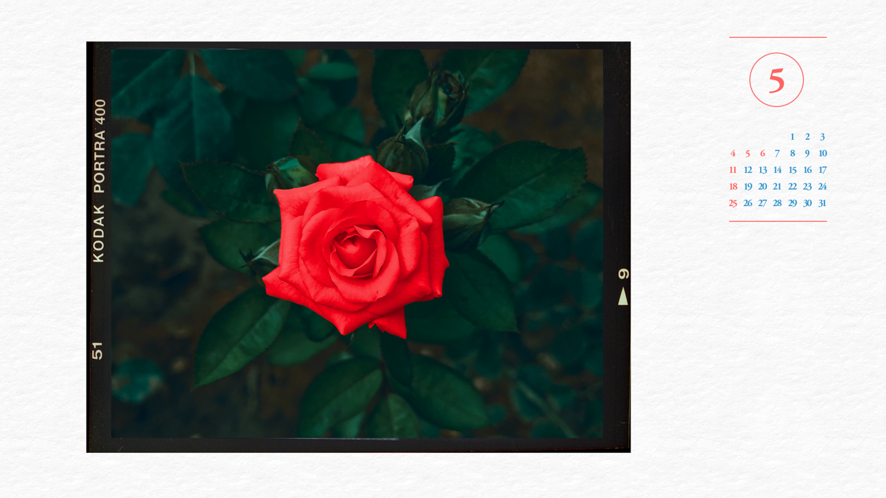 03 빨간장미 A - 2025년5월 노트북배경화면