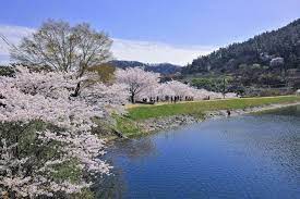 전라남도 나주 한수제 벚꽃 명소 베스트 5 벚꽃시기 만개시기 드라이브 코스