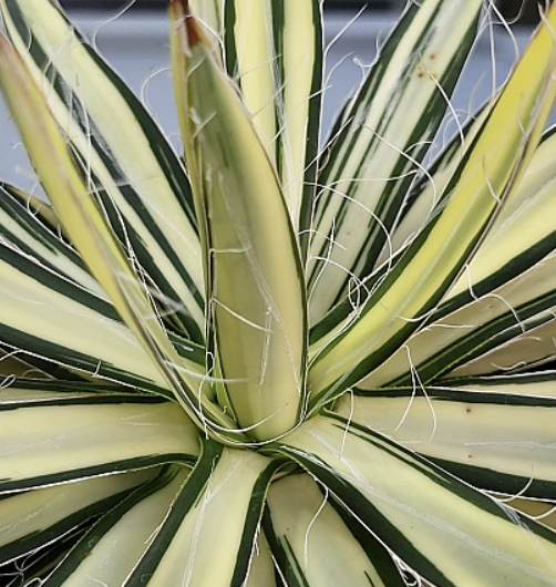 파비플로라 장점 