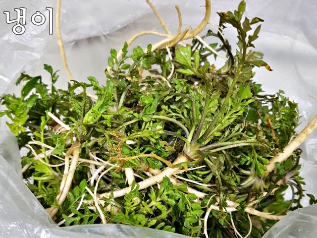 생으로 먹으면 안되는 봄나물,냉이