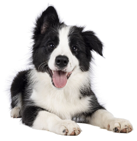 주의해야 할 강아지 알레르기 증상