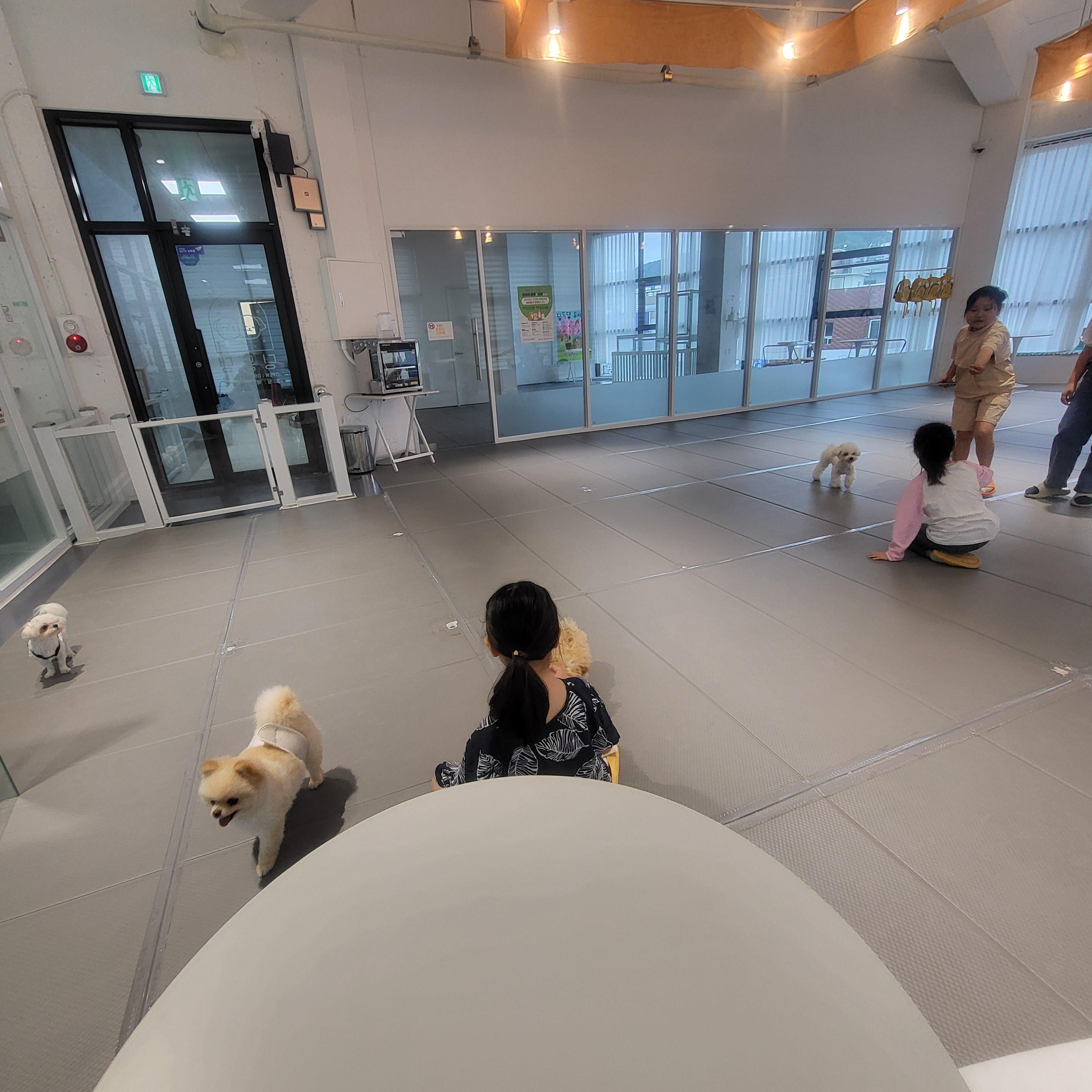 울산 애견 카페(딩동댕 애견카페)