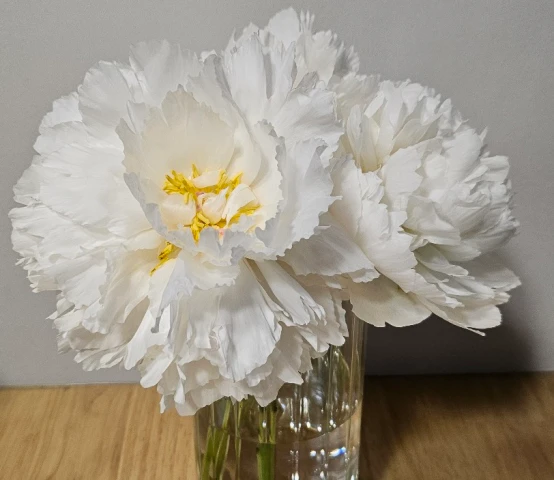 꽃님이-작약3송이-수령3일 후