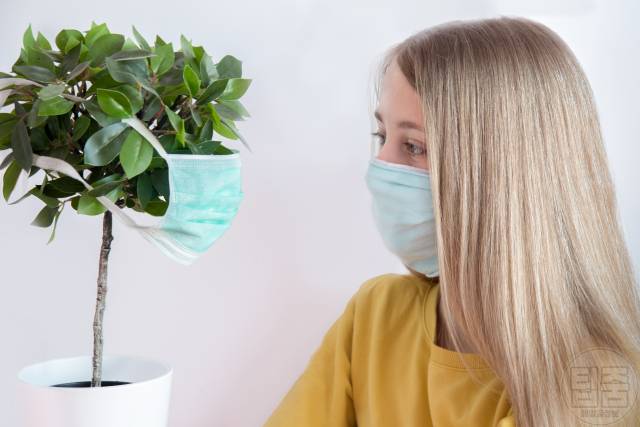 공기정화식물 키우기 효과 종류 추천