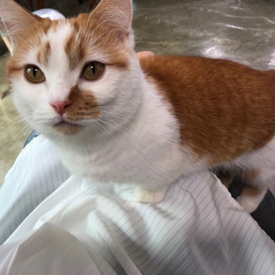 고양이가부비는이유