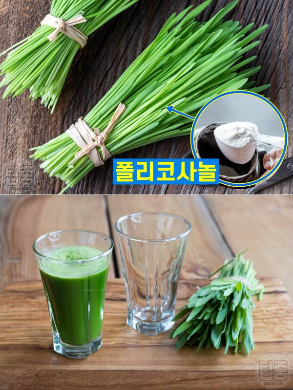 HDL콜레스테롤 높이는 음식 방법,혈관에 좋은 음식 새싹보리