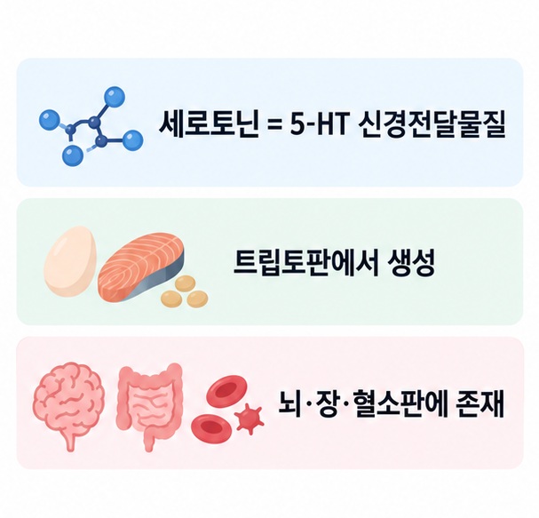세로토닌이 뇌 신경계 위장관 혈소판에서 기분 수면 장운동 혈액 기능에 관여하는 모습을 정리한 표