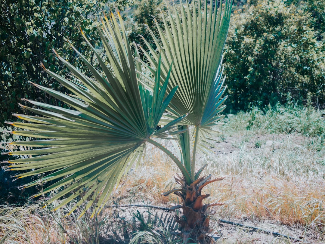 Saw palmetto