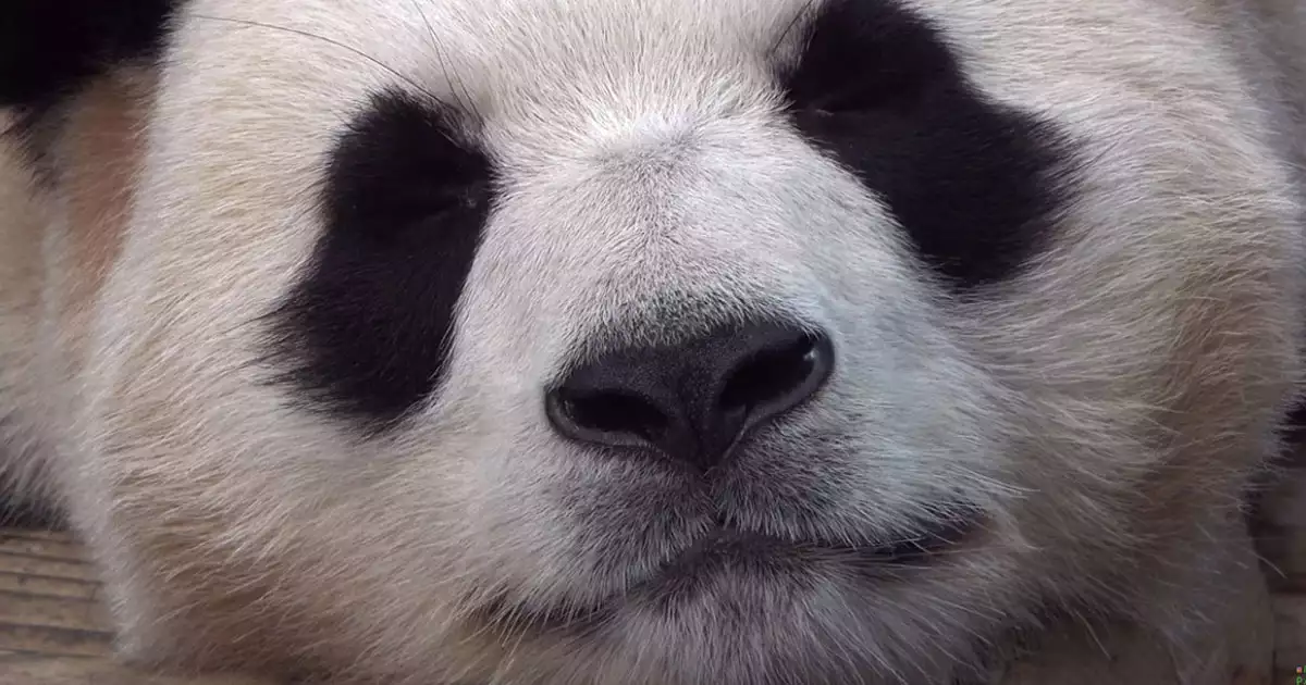 푸바오 클로즈업