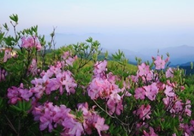 소백산 철쭉 개화시기