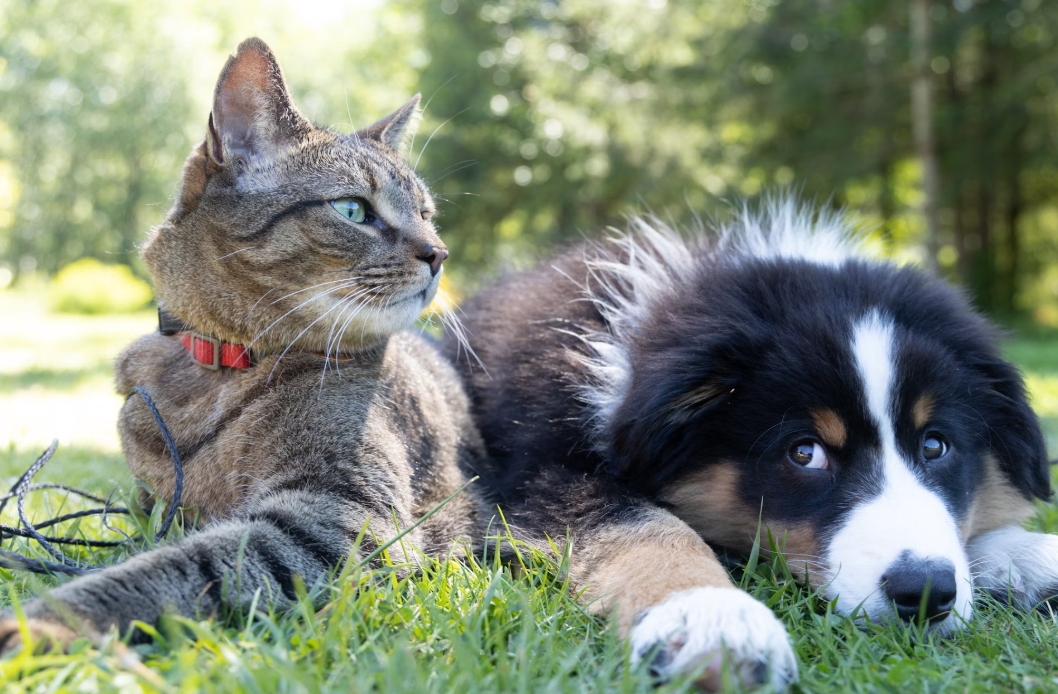 반려동물 스트레스 해소 방법과 안정적인 환경 조성법