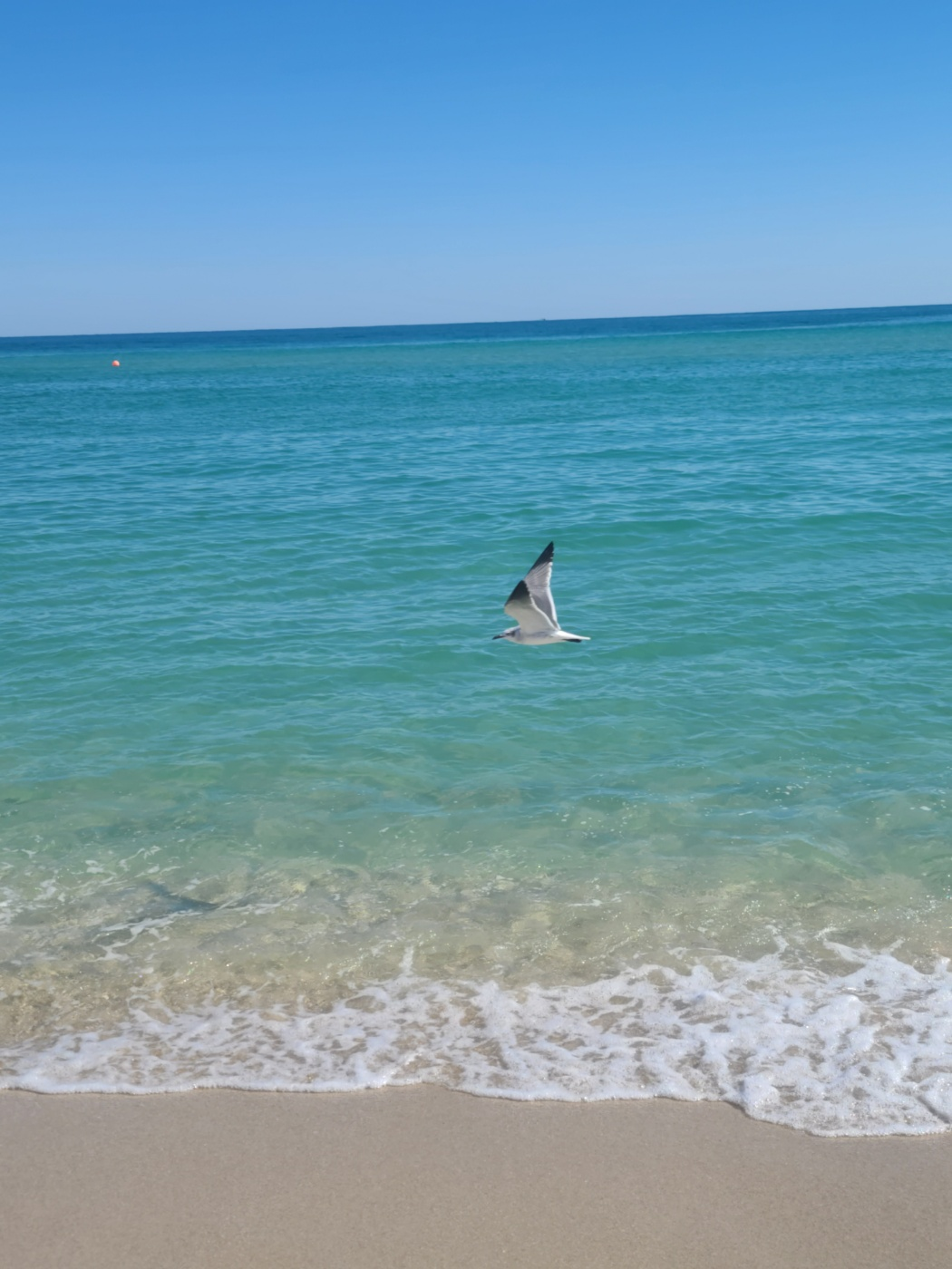 마이애미 해변에서 우연히 찍힌 갈매기이다.