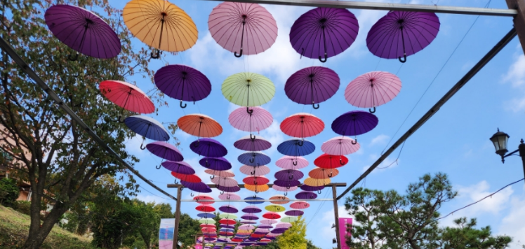 포천 허브아일랜드-핑크뮬리