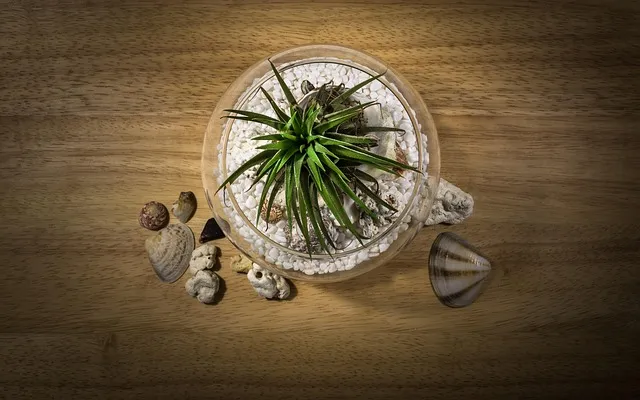 공기정화식물 추천 초보친화 관리쉬운 종류 물주기 빛 관리 가이드_5