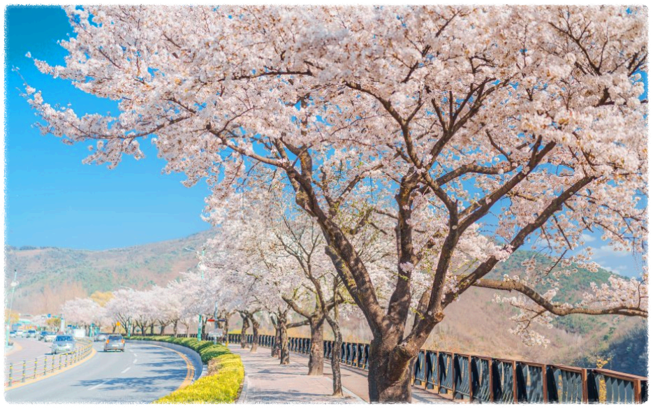 충청도 벚꽃 개화시기와 명소