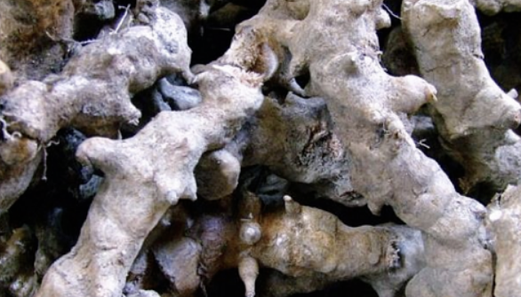 망개뿌리 효능 부작용 먹는법 술 채취시기 등 총정리(최신)