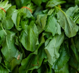 파킨슨병에 좋은 음식 영양제 식단