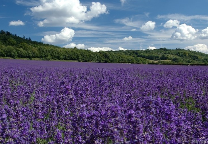 라벤더 꽃밭 전경 사진