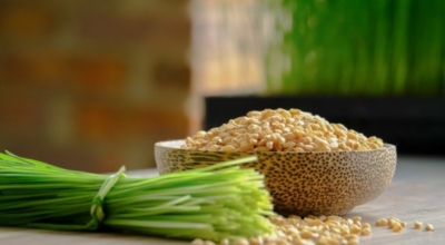 새싹보리이미지