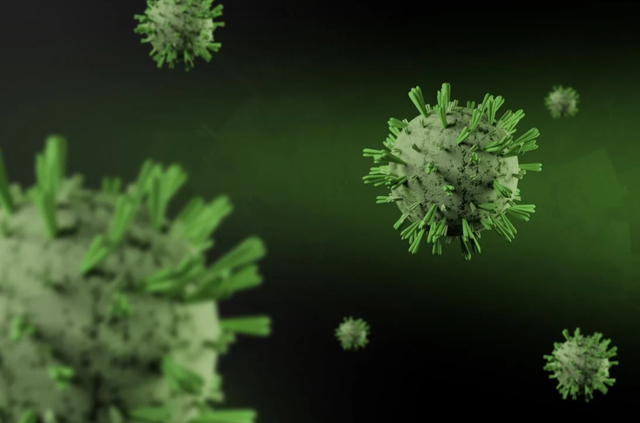 인도 니파 바이러스