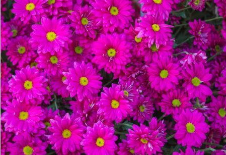 꽃축제 가서 찍은 예쁜 꽃 사진 