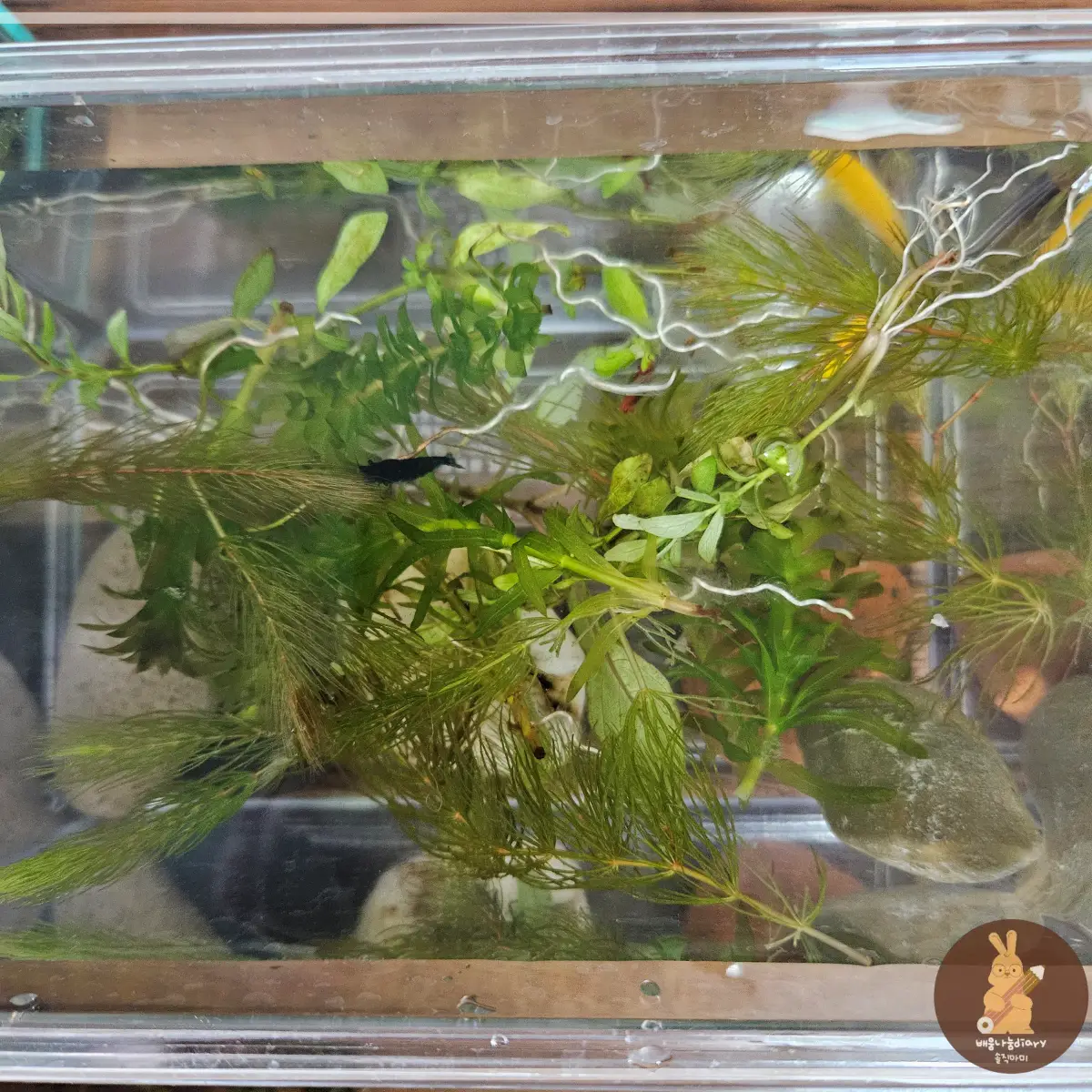 받아-논-물에-물고기-옮겨-놓기