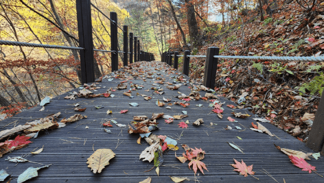 [명품숲길 50선 가을단풍 산행 ②] 소리향기길 &amp; 명언읽고가길 : 가평 강씨봉자연휴양림의 가을 산책길