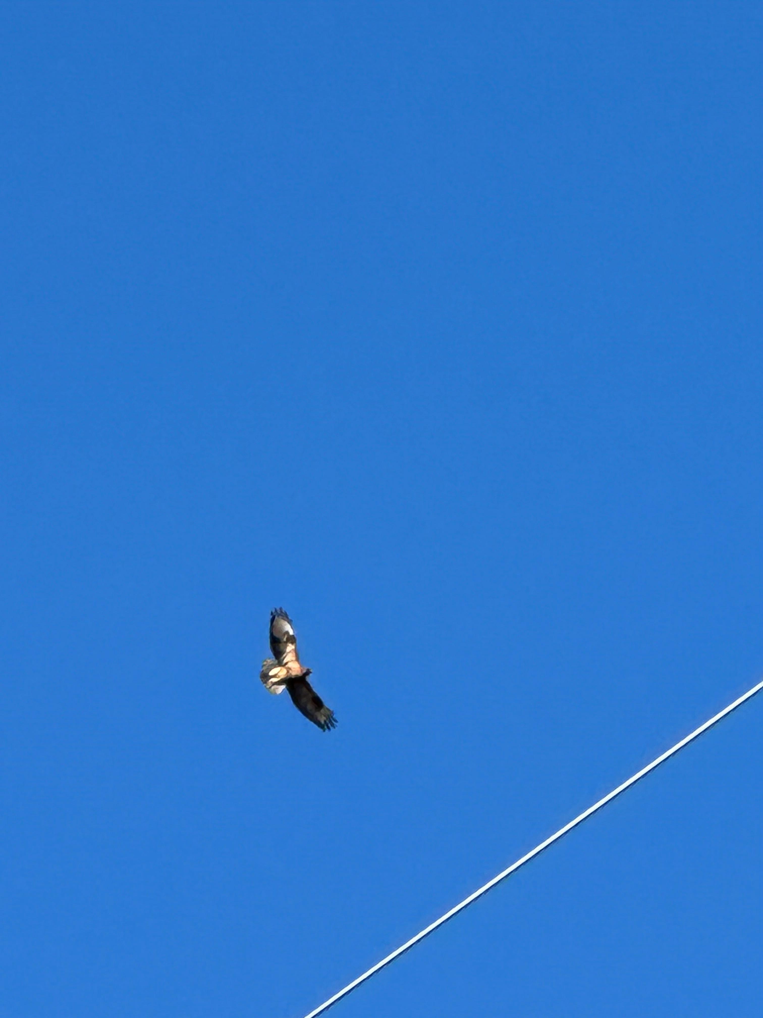 버스에서 내려 찍은 독수리
