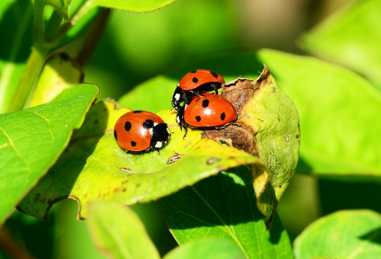 벌레 곤충꿈 해몽