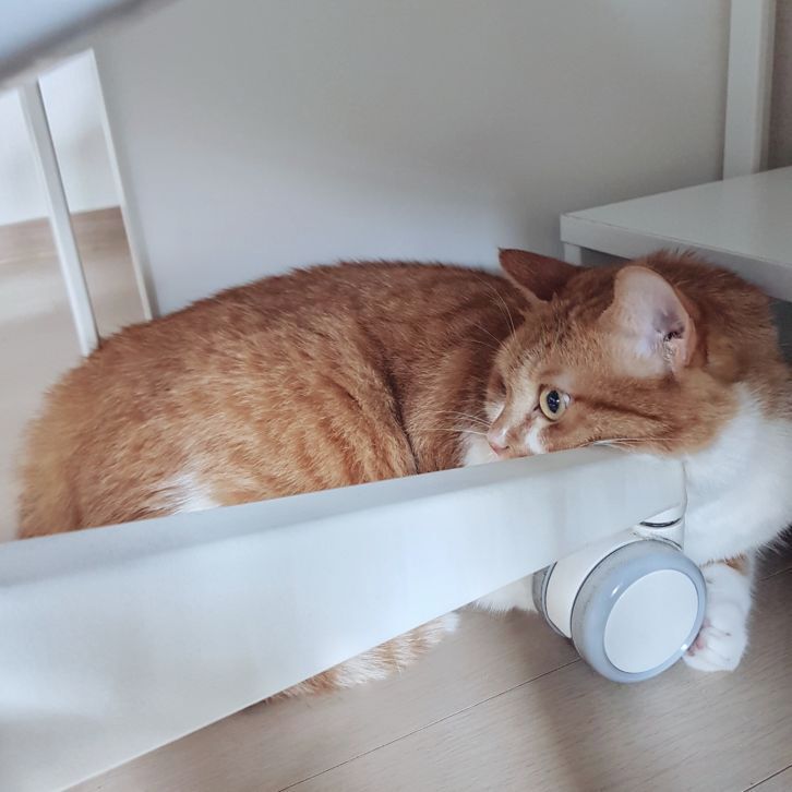 고양이 방광염 치료