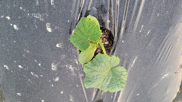 오이모종 심기