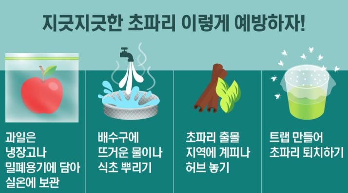 초파리 예방법
