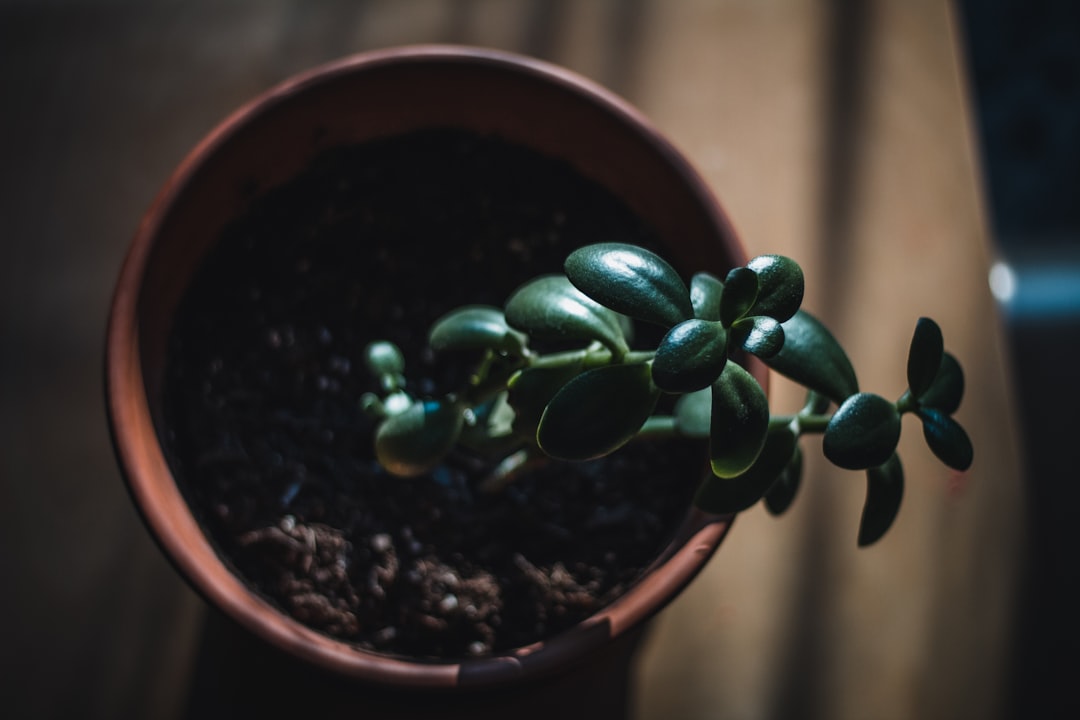 Growth.