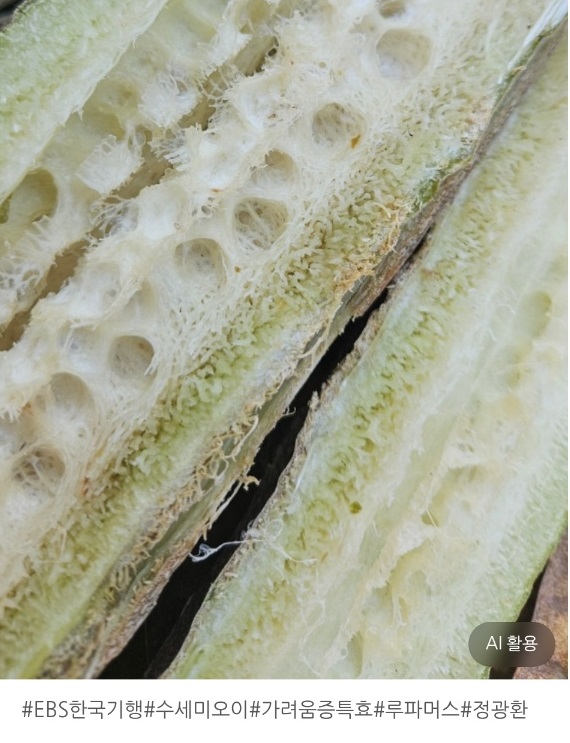 수세미-마동이농원-정광환