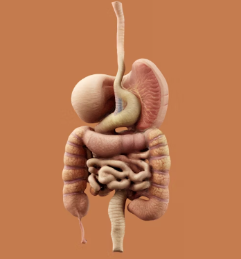 위궤양 조직검사 진단기준 합병증 예방