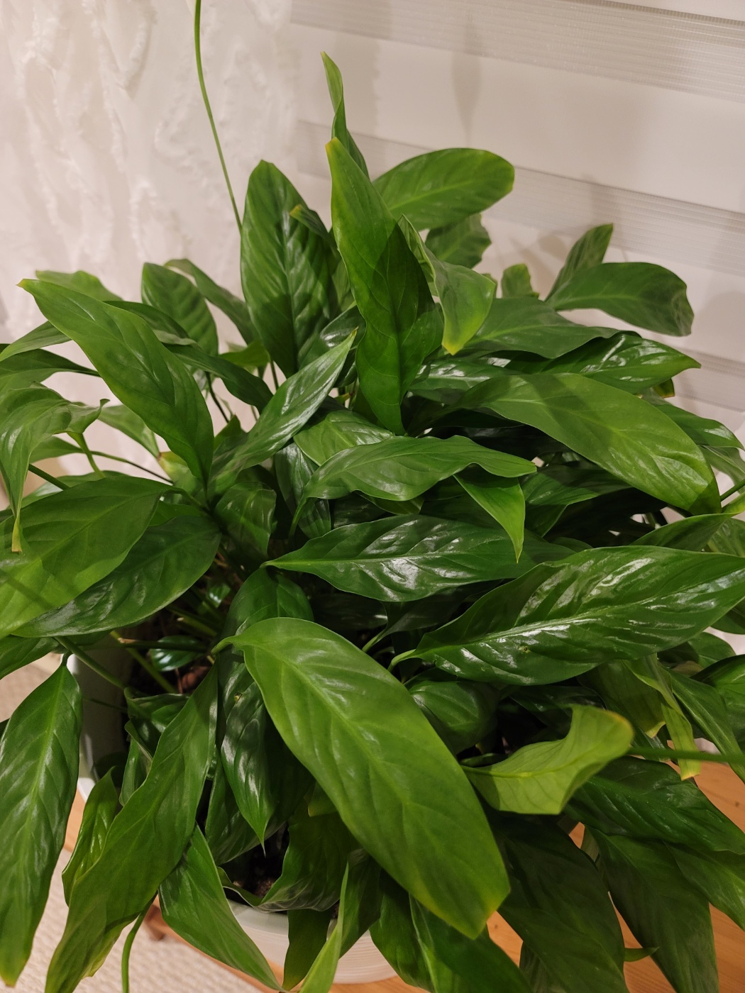 가까이서 찍은 스파트필름의 잎들