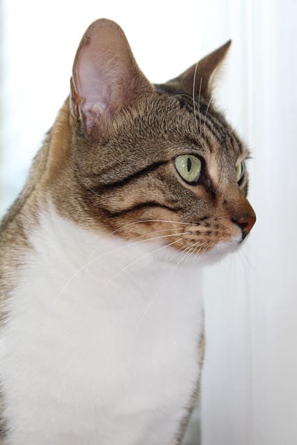 인천 영흥도 고양이역