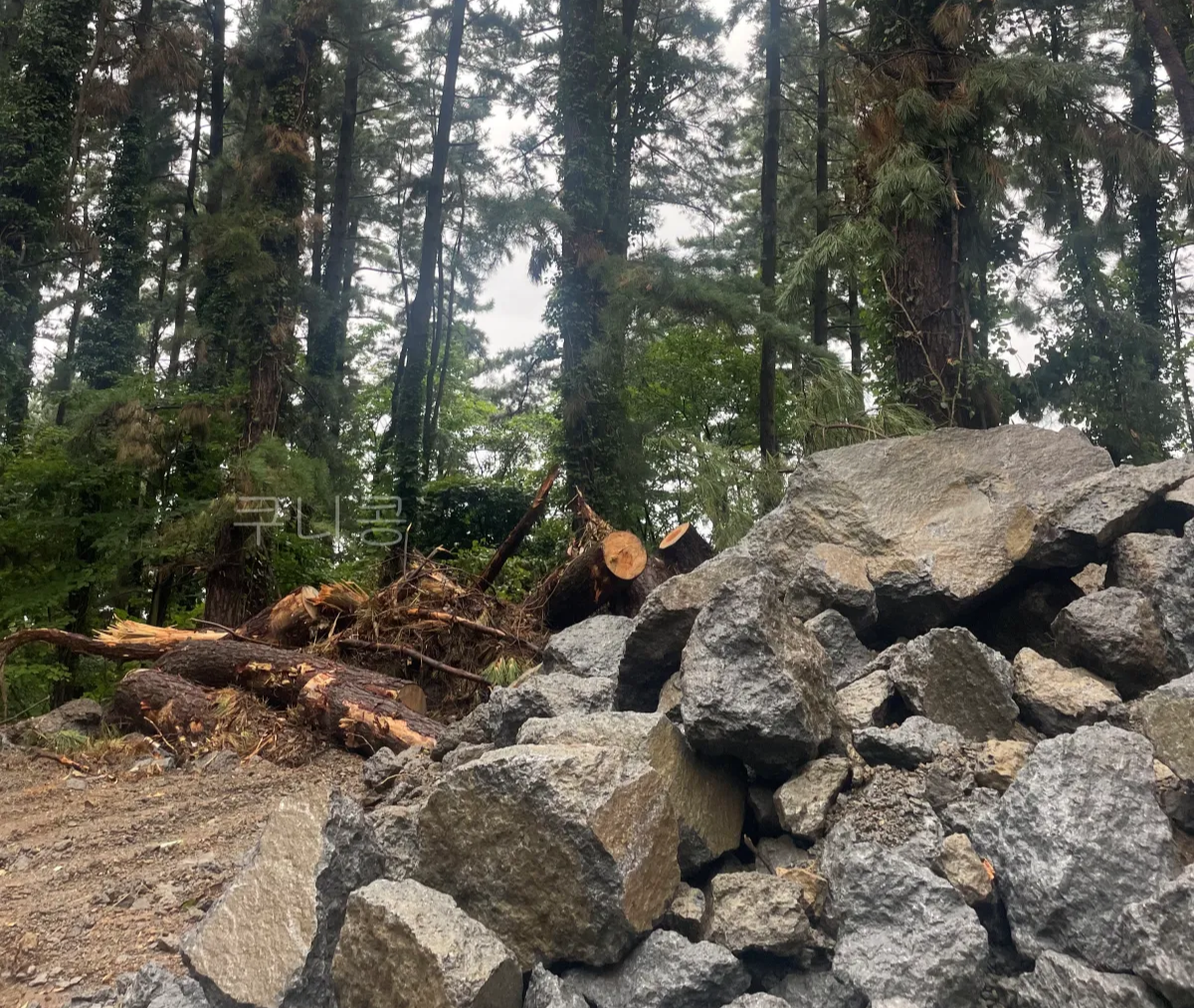 울릉도-2박3일-여행-폭우이슈,-고립될뻔한-이야기,-무사히-다녀온-독도