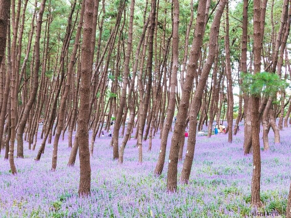장항송림산림욕장