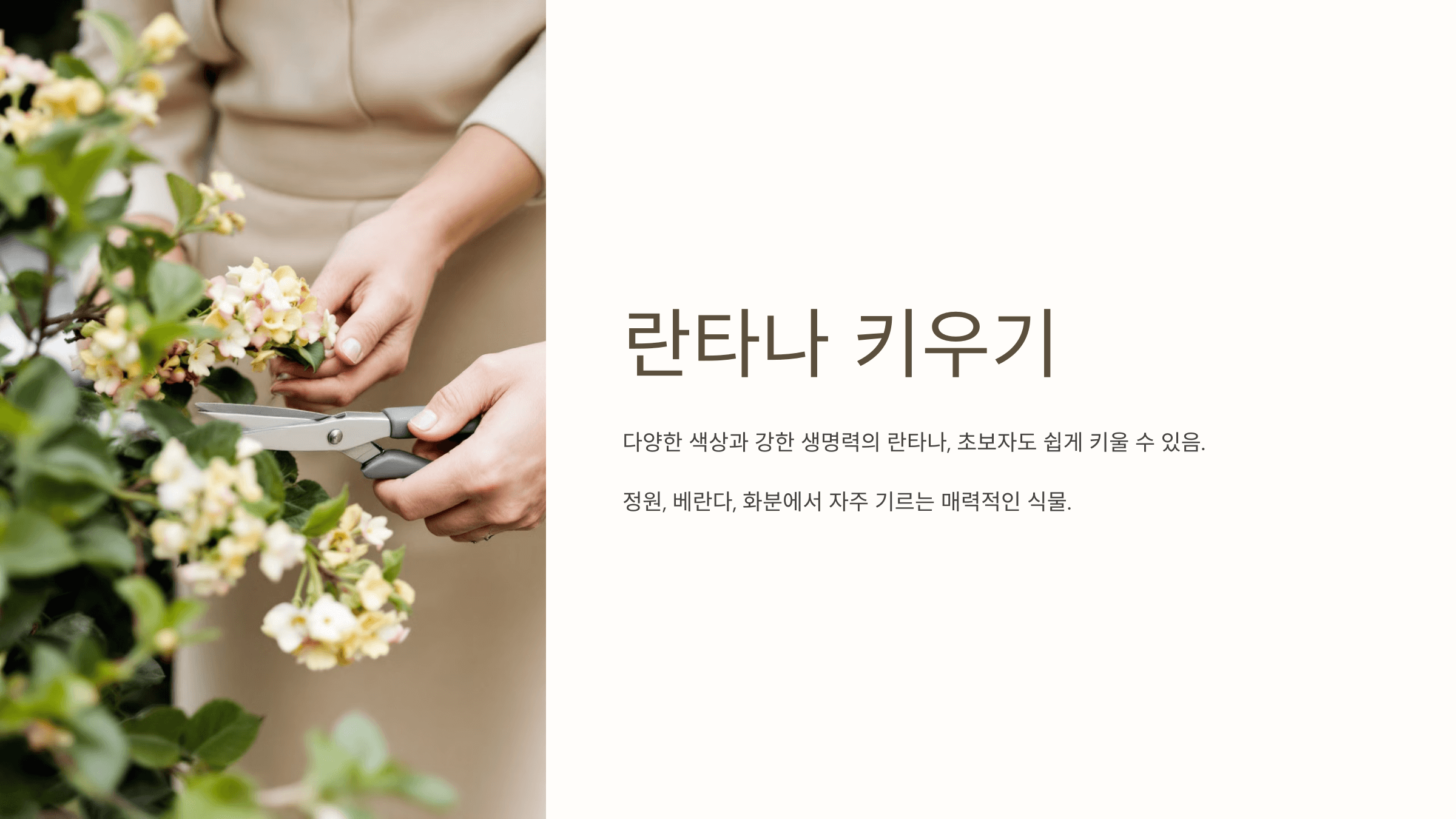 란타나와 관련된 사진입니다.