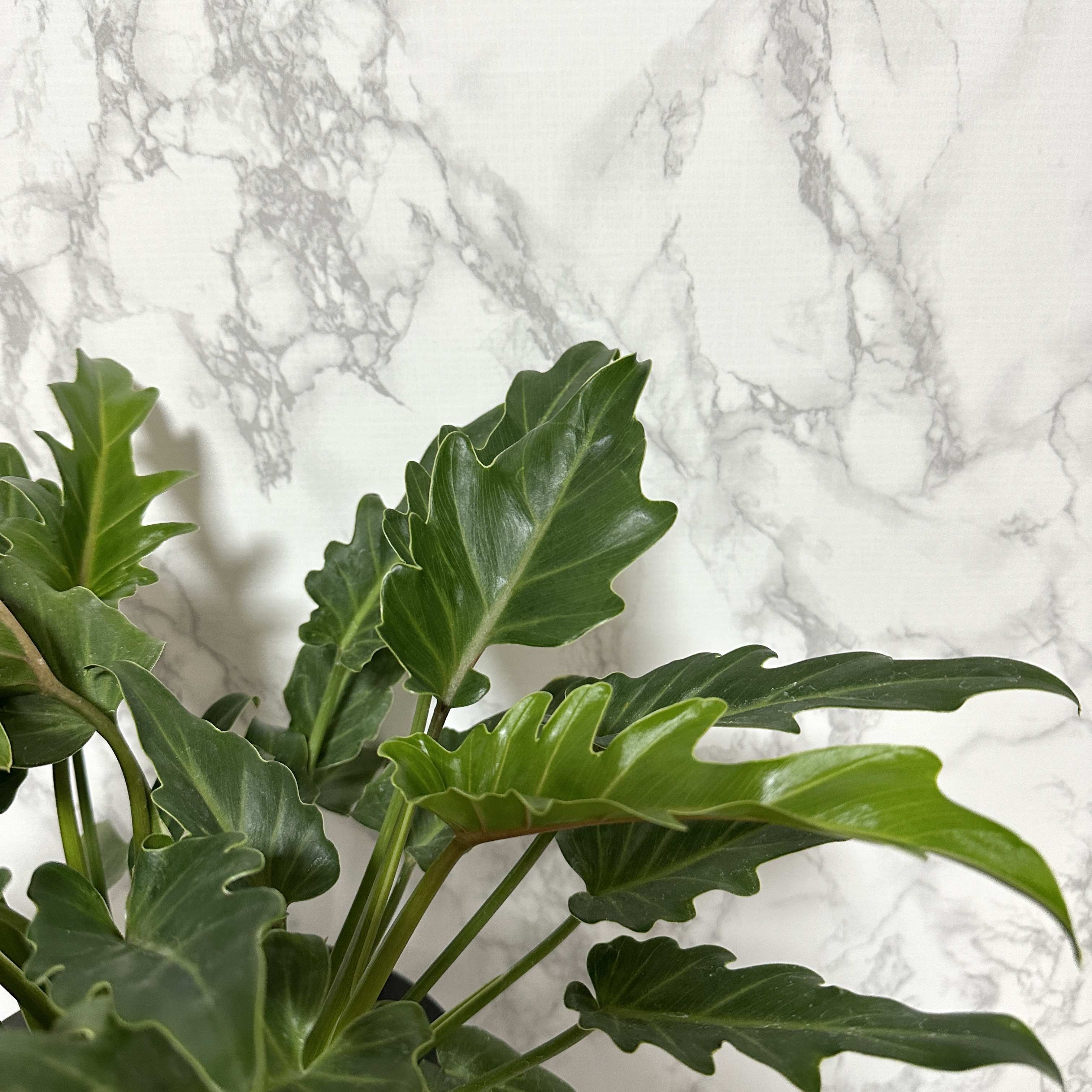 인테리어 식물 셀렘 키우기 공기정화식물