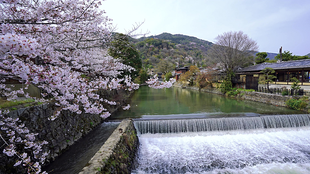 2025 벚꽃 개화시기