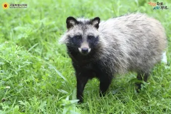 야생 너구리 도시 특징 매력 성격_1