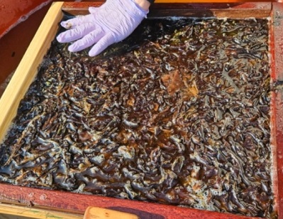 한국기행-울릉도-돌김-고로쇠