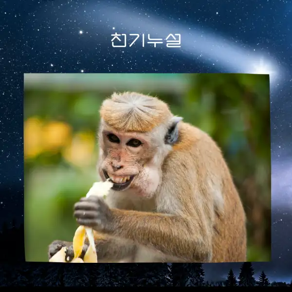 원숭이가 나오는 꿈해몽