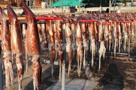 22회 울릉도 오징어 축제 기본일정과 특징 소개 한혜진 김범룡 양혜승 전미경 강민주 김충훈 김추리 정혜린 강설민 문초희 오징어콘서트 지원이 이수호 싸비 출연