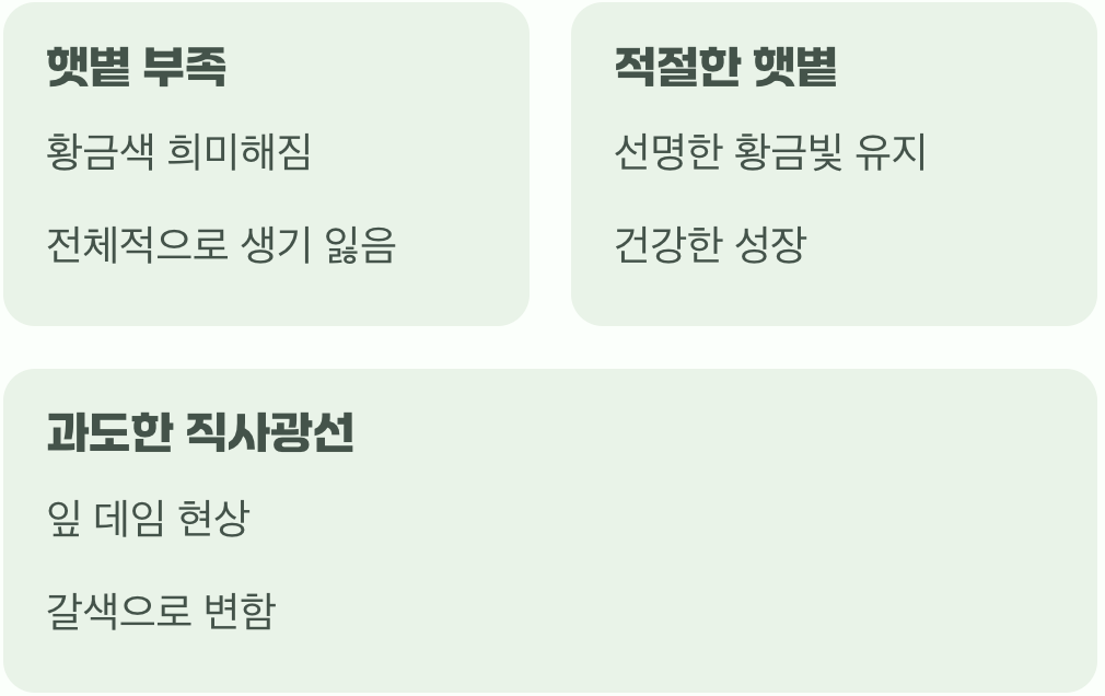 햇볕은 보약, 하지만 과하면 독